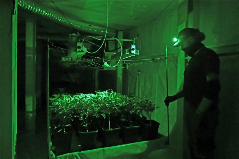 Macht (sich) gar nicht so breit: Legaler Cannabis-Anbau, hier von legalem CBD-Gras (Archivfoto), funktioniert auch auf kleiner Fläche 
