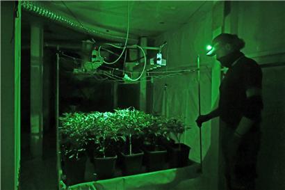 Macht (sich) gar nicht so breit: Legaler Cannabis-Anbau, hier von legalem CBD-Gras (Archivfoto), funktioniert auch auf kleiner Fläche 
