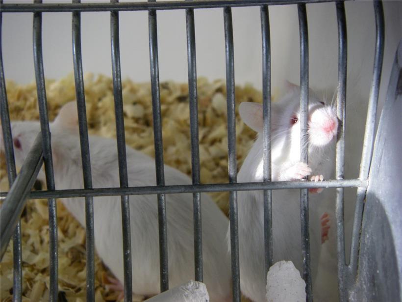 Mäuse werden besonders oft für „Forschungszwecke“ verwendet
