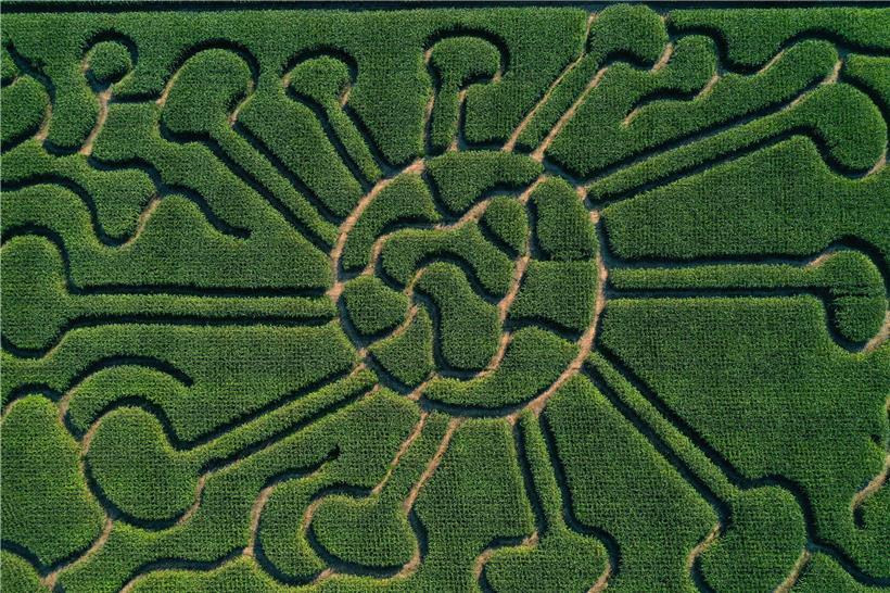 Maisfeld-Labyrinth in Form eines Coronavirus in der Nähe von Dortmund: Um aus dem Gewirr der Zuständigkeiten in der Pandemiebekämpfung herauszufinden, bräuchte es einen Krisenstab
