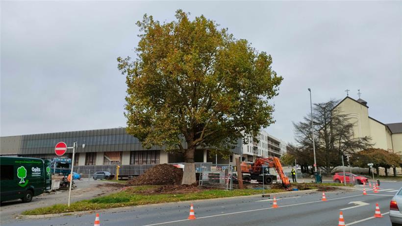 Majestätisch thront sie noch an der Kreuzung vor der Lallinger Kirche: Am Dienstag und Mittwoch wird die 80 bis 100 Jahre alte Platane umgepflanzt. 
