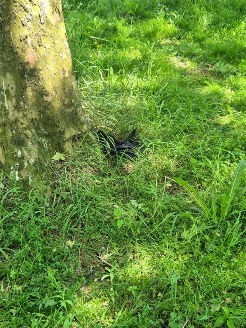 Makabrer Anblick: eine tote Krähe, ohne jegliches Anzeichen einer Verletzung
