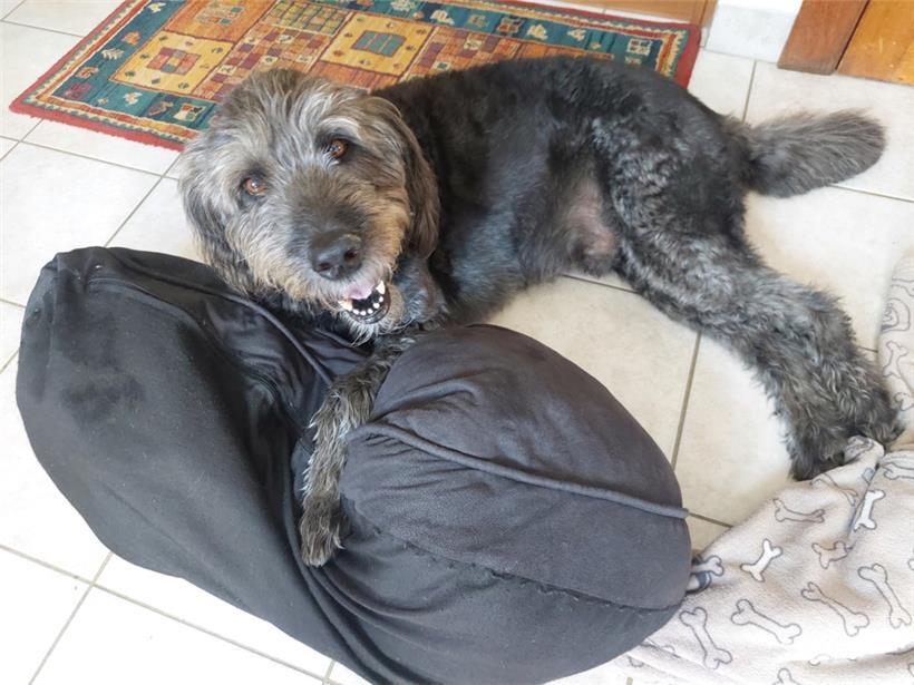 Manche Rüden können sich durch eine Kastration in ihrem Wesen verändern und ruhiger werden – aber nicht alle
