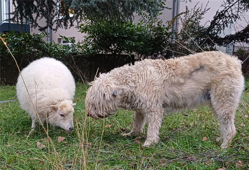 Manche Zwergrassen sind klein, hier ein französischer Hütehund daneben 
