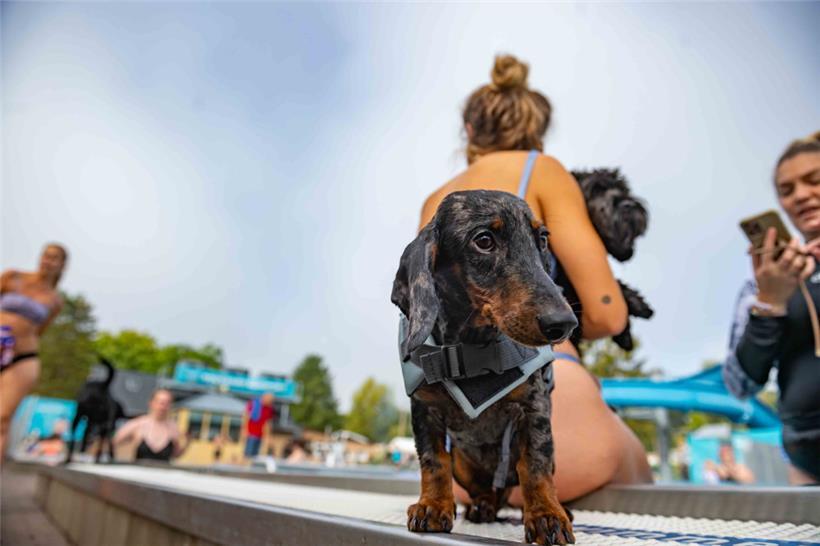 Manche beobachten die Lage zuerst, bevor sie sich ins kühle Nass stürzen