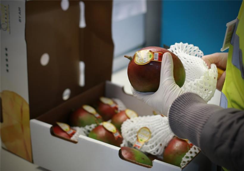 Mangos gehören mit zu den problematischsten Obstsorten; sie werden besonders gut vom Pflanzenschutzdienst überwacht
