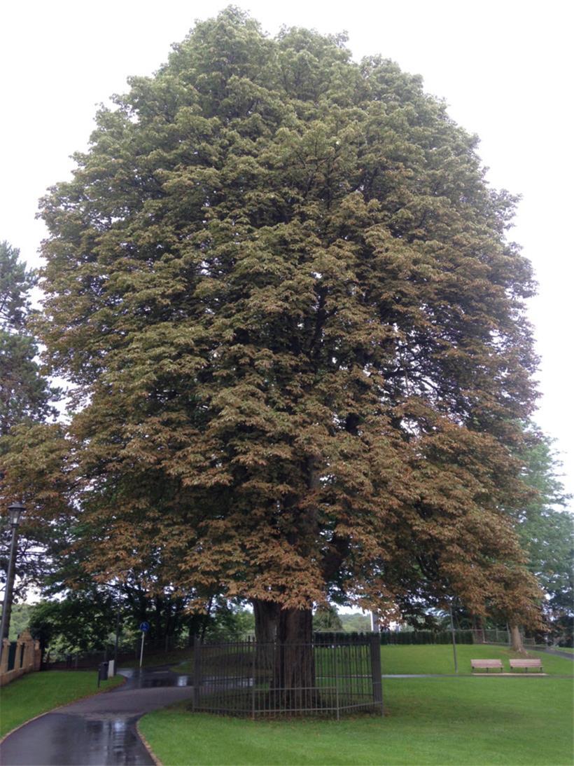 Marronier planté à l’occasion de la naissance du prince Jean
