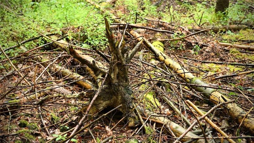 Maßnahmen, die im Nationalen Naturschutzplan vorgesehen sind und bis 2030 erreicht sein sollen, gehen nur schleppend voran, kritisiert das „Méco“
