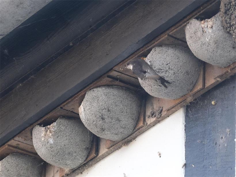 Mehlschwalben (Delichon urbicum) an künstlichen Nistkästen im Sommer bei der Brutpflege