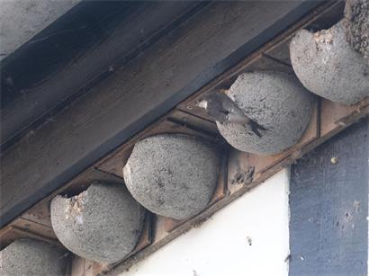 Mehlschwalben (Delichon urbicum) an künstlichen Nistkästen im Sommer bei der Brutpflege