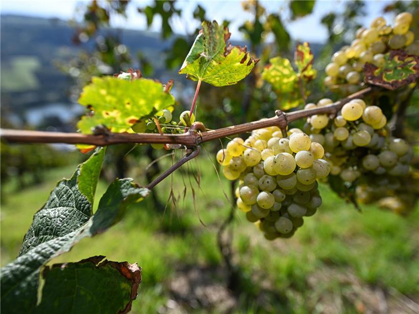 Luxemburger Weinberge mit sonnigem Himmel symbolisieren mehr Mut und weniger Bürokratie für nachhaltigen Weinbau