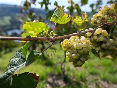 Luxemburger Weinberge mit sonnigem Himmel symbolisieren mehr Mut und weniger Bürokratie für nachhaltigen Weinbau
