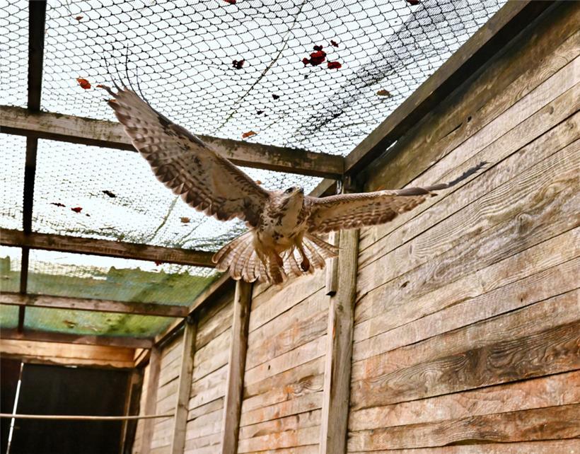 Mehr Platz nötig, um die Flügel auszubreiten: Die alten Holzvolieren sollen weichen 
