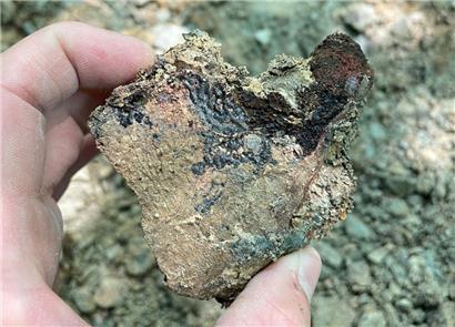 Mehr als 100 Knochen ausgestorbener Panzerlurche wurden in der Gegend von Fels entdeckt
