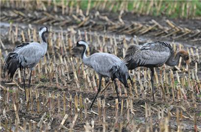 Mehrere Kraniche und ein Reiher wurden in Luxemburg mit der Vogelgrippe diagnostiziert
