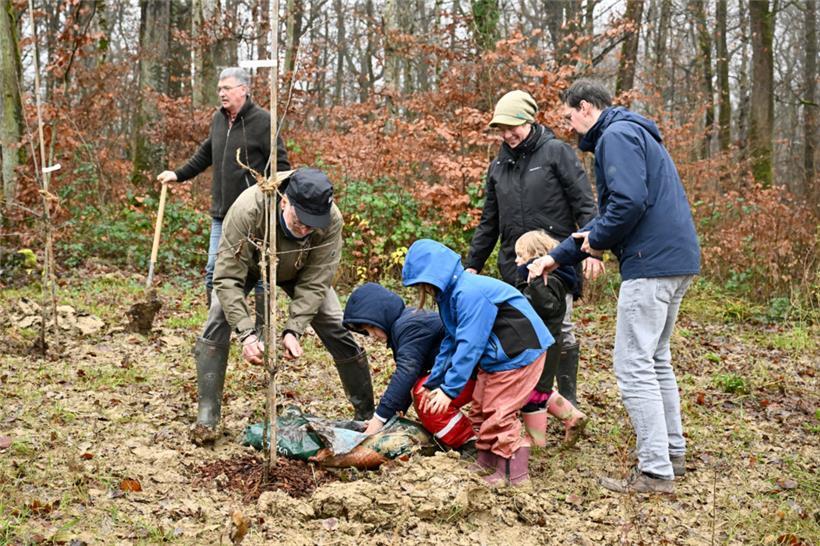 Mehrere junge Eichen und Hainbuchen wurden von den BIGS-Mitgliedern eingesetzt
