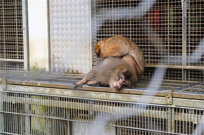Affen putzen sich mehrmals täglich gegenseitig das Fell zur Fellpflege in freier Natur