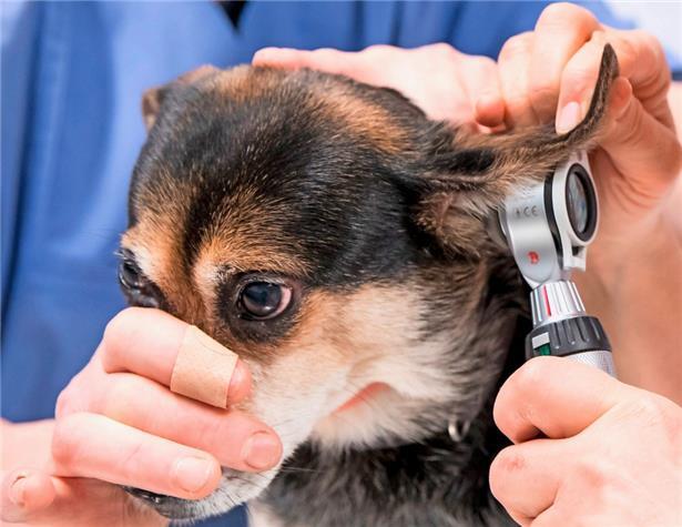 Menschen, die ihr Haustier als Notfall in eine Klinik bringen, befinden sich oft in einem emotionalen Ausnahmezustand, sagt Tierärztin Dr. Linda Weiland

