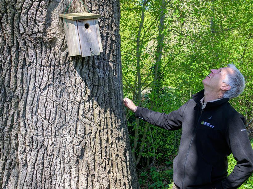 Michel Leytem untersucht die Eiche mit Arboglyphe im Stamm des historischen „Fraiheetsbam“