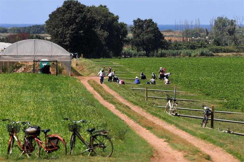 Migrantenarbeiter ernten auf den landwirtschaftlichen Feldern von Bella Farnia bei Sabaudia südlich von Rom