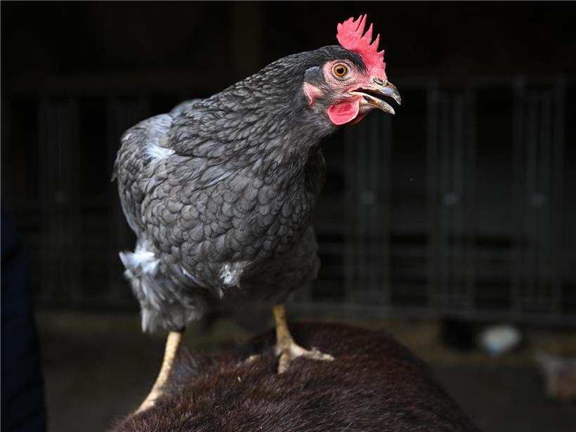 Der Schallihaff bringt Kindern den Umgang mit Tieren und Natur näher Schockierte Henne neben Glas mit milchähnlicher Flüssigkeit aus Eiern als ungewöhnliche Ei-Alternative