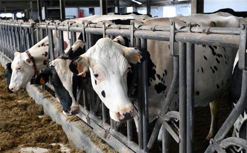Milchkühe und Schlachtvieh gehören zu den Geschäftsfeldern des Hofes, wie auch Ackerbau – neben den Kürbissen
