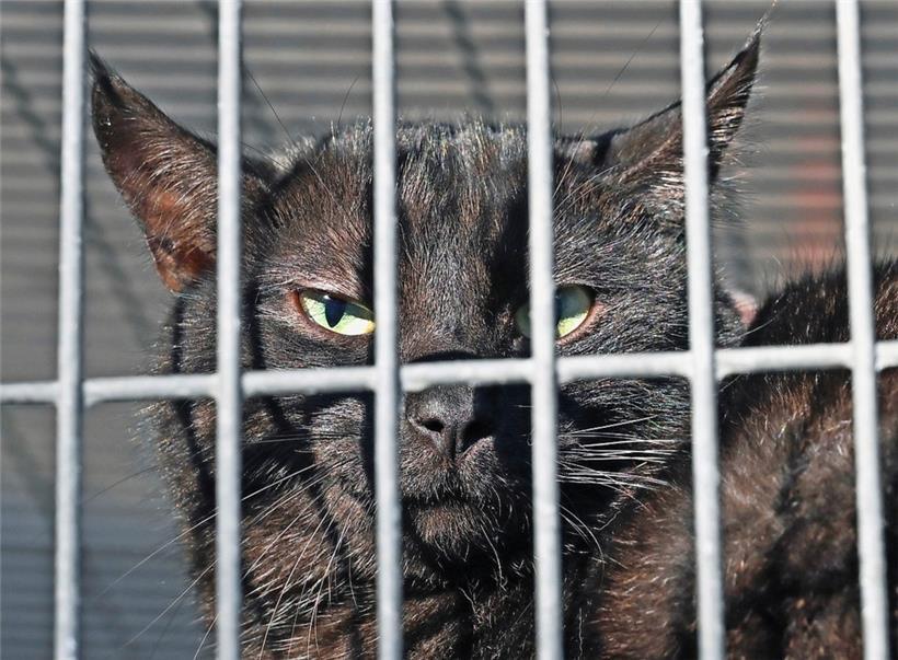 Minusgrade und ein paar Sonnenstrahlen: Das Außengehege ist besonders bei den scheuen Katzen sehr beliebt, die sich vom Trubel fernhalten wollen
