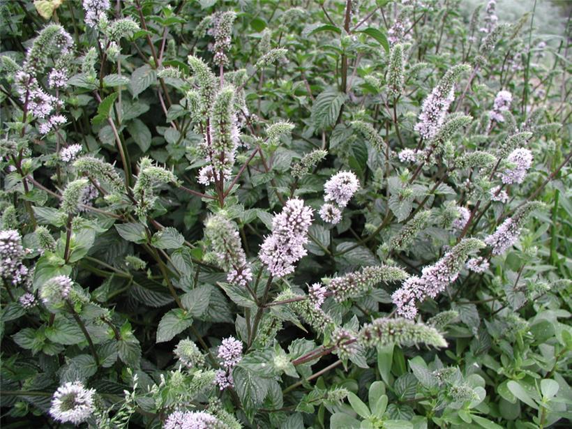 Minze duftet herrlich
