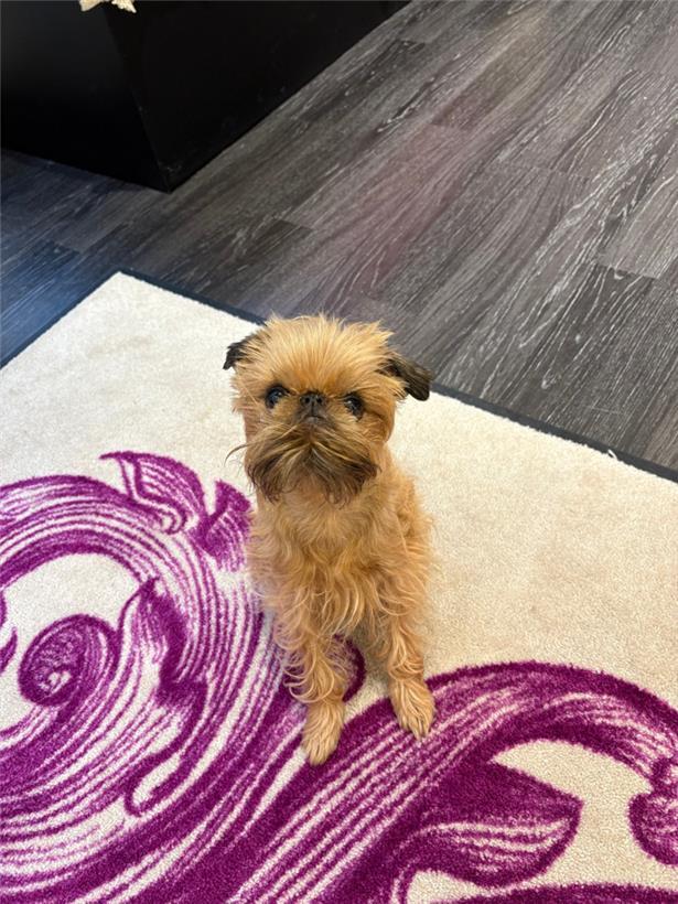 Miss Tish wacht über den Laden und verbringt ihre Zeit am liebsten in den Handtaschen der Kundinnen
