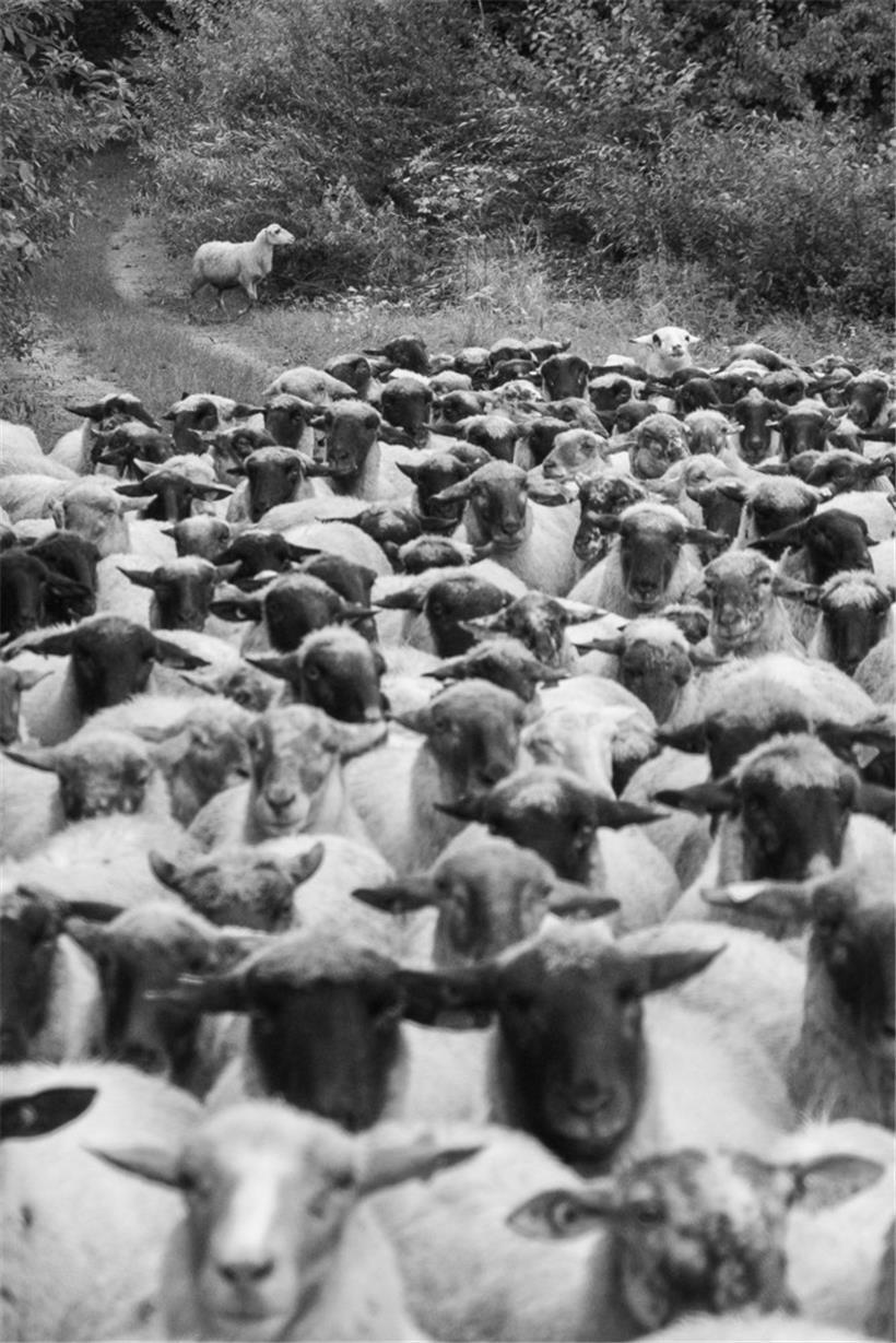Mit Fotos von ihnen gewann Liz Lambert ein Stipendium: wandernde Schafe
