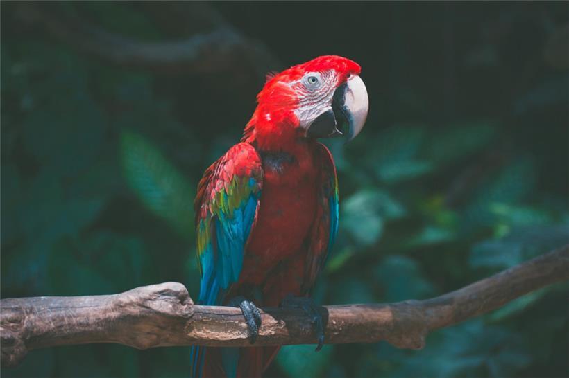 Mit „Hallo“ und „na du“ begrüßte ein Papagei einen Einbrecher in einem Einfamilienhaus in Nordrhein-Westfalen

