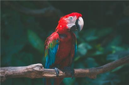 Mit „Hallo“ und „na du“ begrüßte ein Papagei einen Einbrecher in einem Einfamilienhaus in Nordrhein-Westfalen
