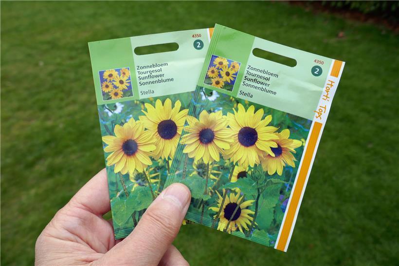 Mit Sonnenblumen gegen die Tristesse

