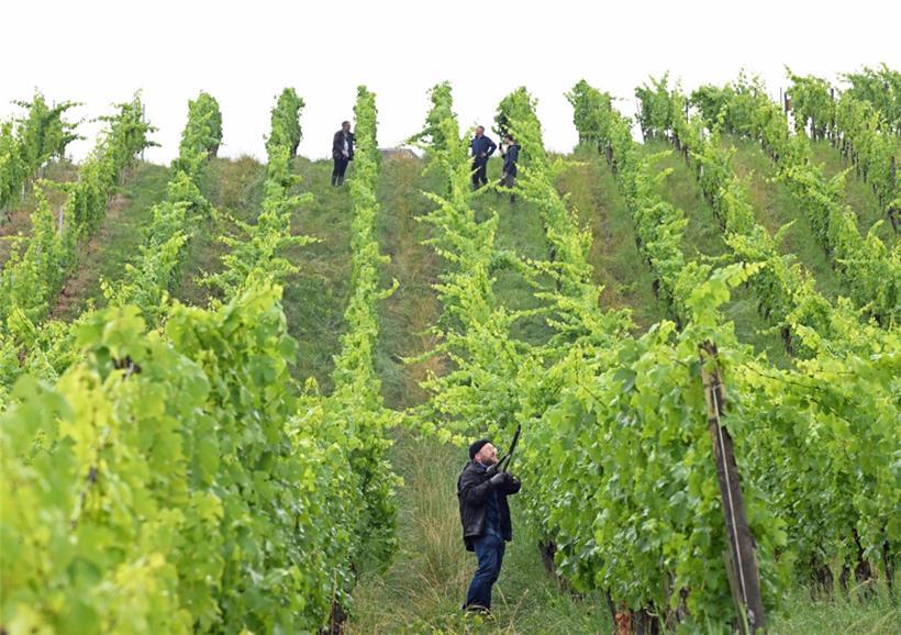 Mit den Scheren im Scheierbierg: Das Tageblatt-Team übt sich im Zurückschneiden 
