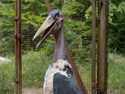 Mit einer Flügelspannweite von annähernd drei Metern gehört der Marabu zu den größten Vertretern der Störche