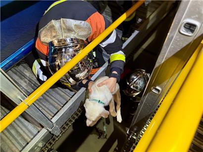 Mit großem Einsatz wurde das Tier aus seiner misslichen Lage befreit
