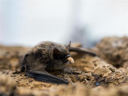 Mit zunehmendem Alter erfolgt in der Ernährung der Fledermäuse die Umstellung von Milch auf Insektennahrung wie z.B. Mehlwürmer