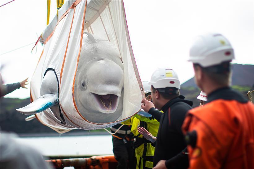 Mitarbeiter der Umweltorganisation „Sea Life Trust“ transportieren einen Belugawal vorsichtig in einem Netz in ein neues Freiwasserschutzgebiet
