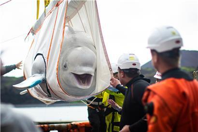 Mitarbeiter der Umweltorganisation „Sea Life Trust“ transportieren einen Belugawal vorsichtig in einem Netz in ein neues Freiwasserschutzgebiet
