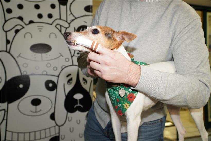 Mithilfe eines Fingerlings aus Microfleece gelingt die Zahnreinigung beim Hund sanft und schonend
