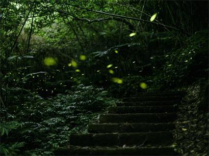 Glühwürmchen leuchten nachts im Juni in Luxemburgs Natur, faszinierendes Sommer-Naturschauspiel nach Einbruch der Dunkelheit