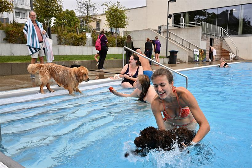Mitunter war Überzeugungsarbeit verlangt, um Bello ins Wasser zu locken
