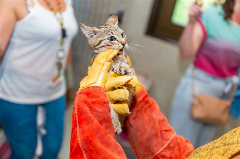 Momentan fängt der Schifflinger Tierschutz beinahe täglich junge Katzen ein. Diese sind mal mehr, mal weniger zahm.
