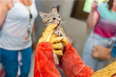Momentan fängt der Schifflinger Tierschutz beinahe täglich junge Katzen ein. Diese sind mal mehr, mal weniger zahm.
