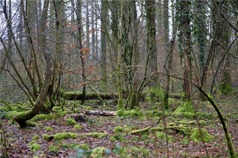 Moosbewachsene Idylle im Wald 

