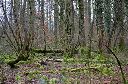 Moosbewachsene Idylle im Wald 
