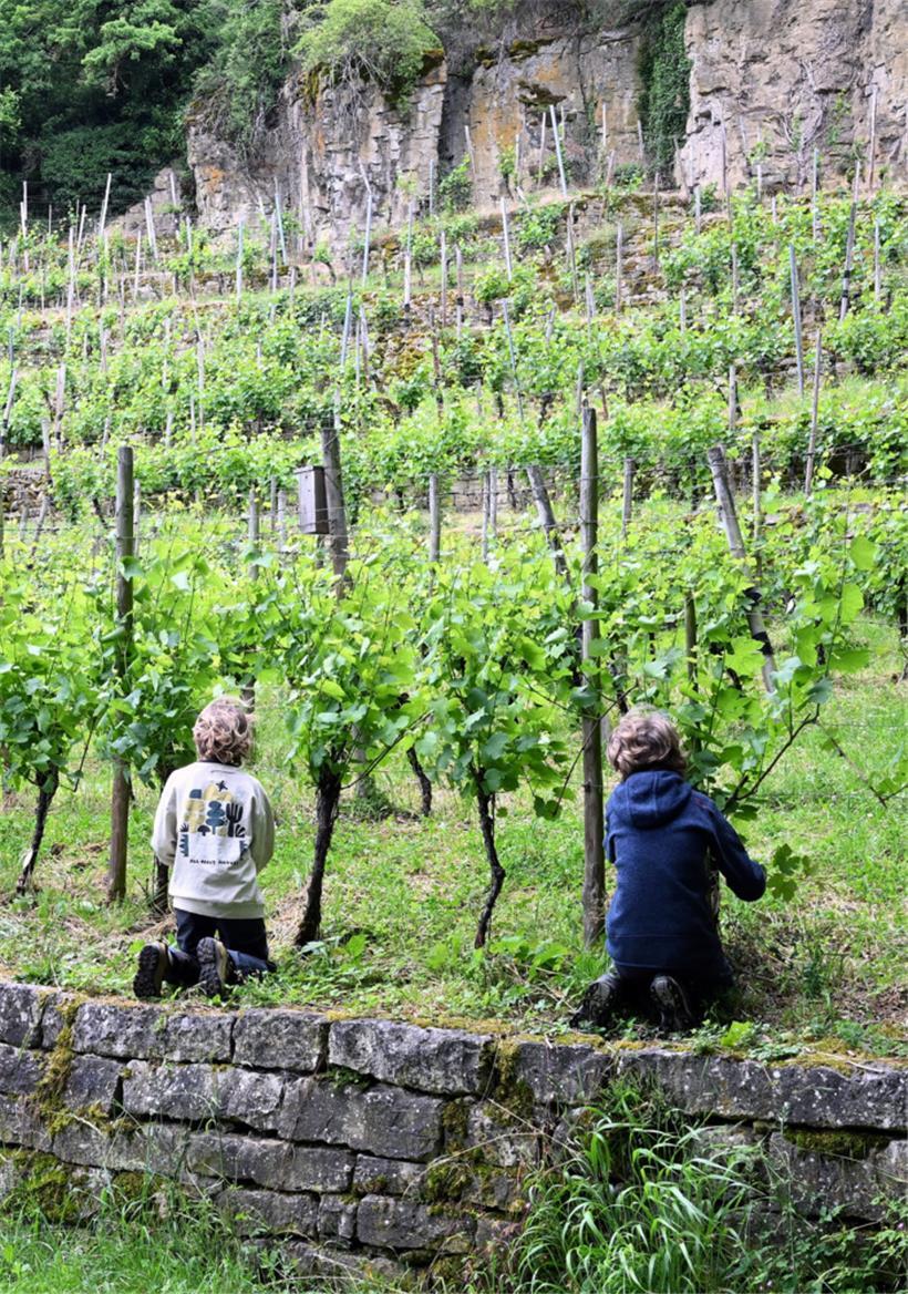 Moris (l.) und Jules (r.) pflegen die Rebstöcke. Dabei lernen die „miniWënzer“ so einiges über die Arbeit im Weinberg und über die Natur. 
