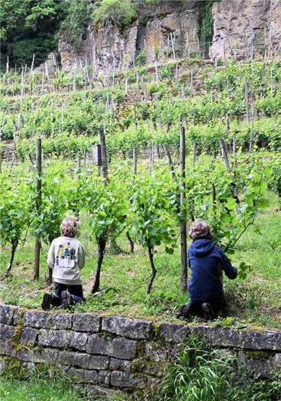 Moris (l.) und Jules (r.) pflegen die Rebstöcke. Dabei lernen die „miniWënzer“ so einiges über die Arbeit im Weinberg und über die Natur. 
