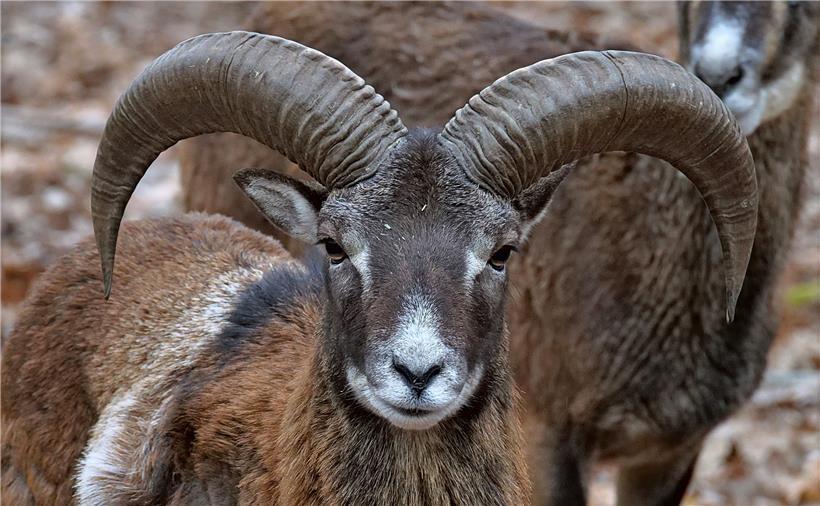 Mufflons sind ursprünglich in gebirgigen Landschaften zu Hause
