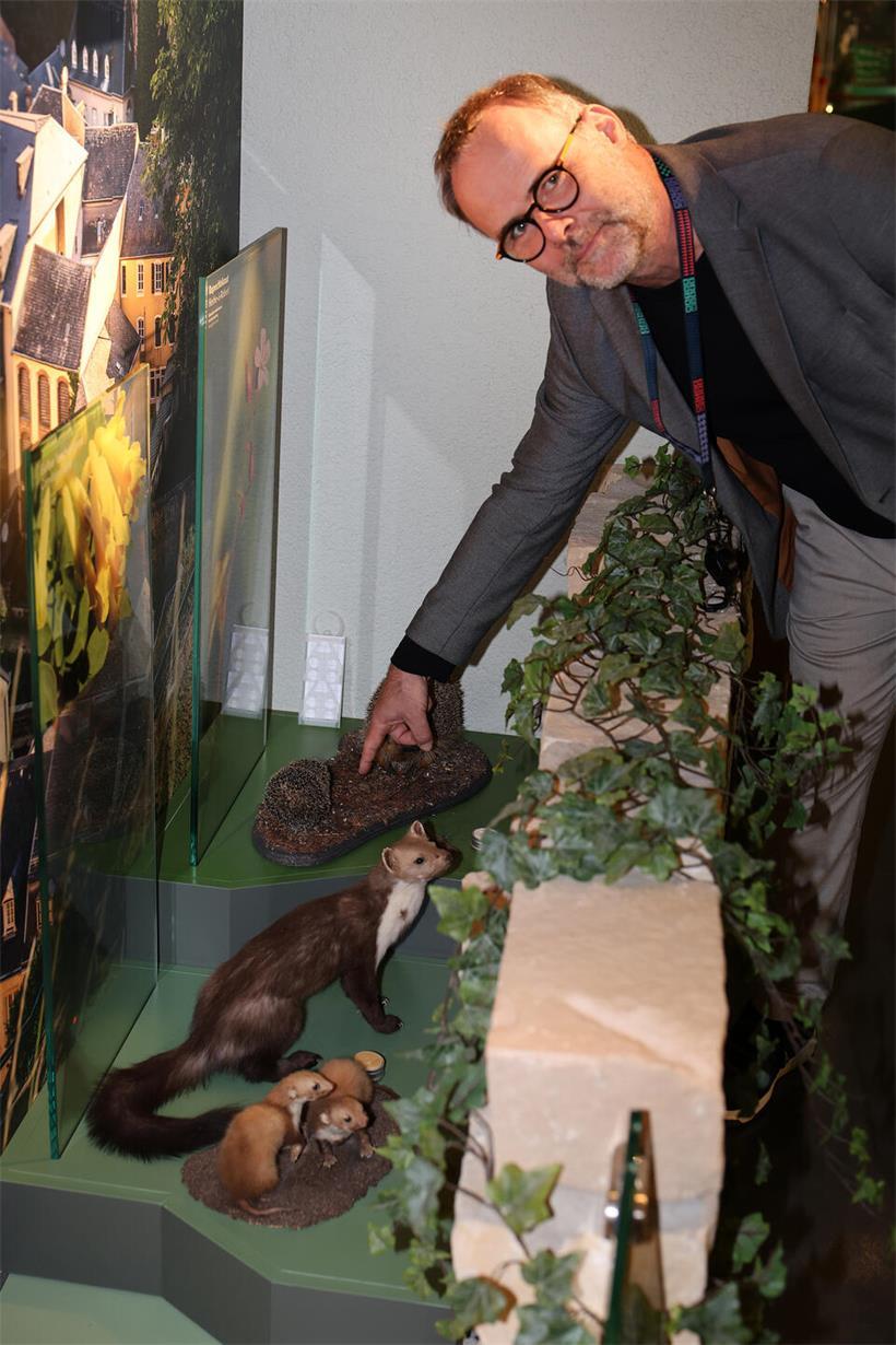 Nach Baby-Igel-Diebstahl: Leser überrascht Naturmusée mit kleinem Filzigel Museumsdirektor Patrick Michaely weist auf die entstandene Lücke hin